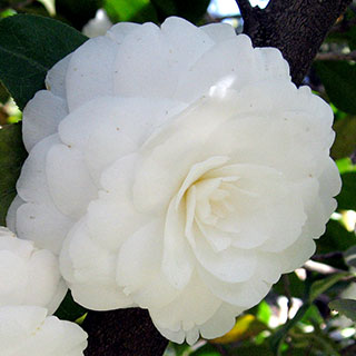 Camelia de Japn blanca